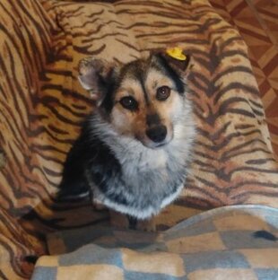 мини приют Валентины.