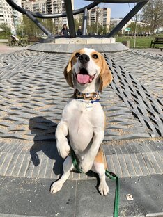 Трюки и команды