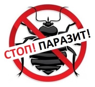 Клопы постельные