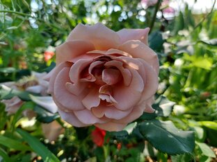 Садоводство в Крыму