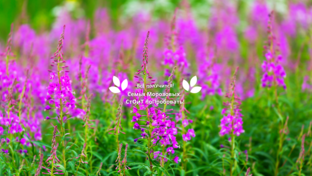 Чай из иван-чая | Облепиховый чай | Иван-чай, Кипрей узколистный | Копорский чай