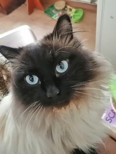 Котики любимые и красивые.