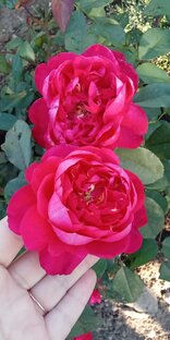 Весенний застой талых вод. 