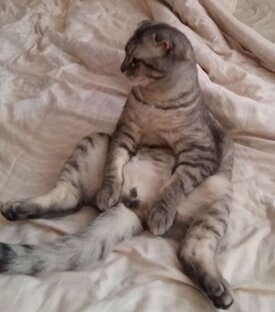 Мой котик Арси