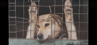 Собаки в большом городе 