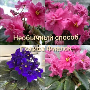 Полив цветов 
