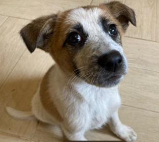 Антоха. И этим всё сказано. 