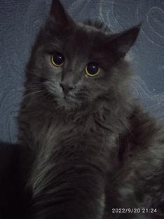 Котик