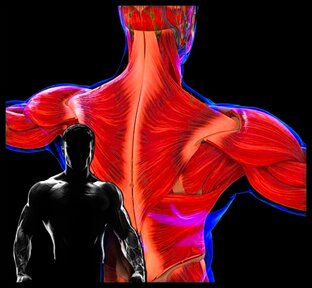 Тренировки отдельных мышечных групп. 