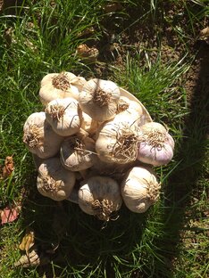 ОГОРОДНЫЕ СОВЕТЫ