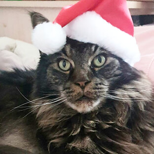 Наш котэ Кошуня🐈😊