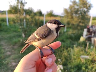 Как выкормить птенцов синицы, выпавших из гнезда