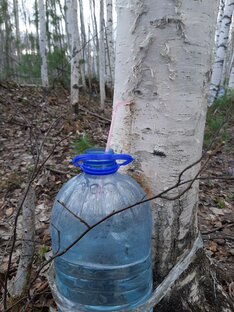 Белая берёза под моим окном...