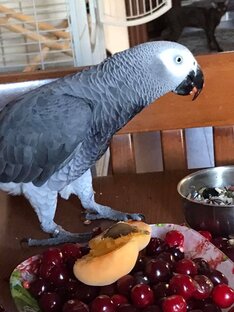 Попугай Жора