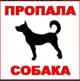 Пропала собака! 