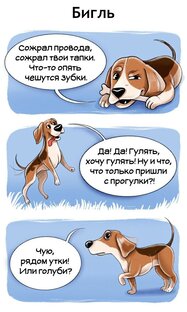 Что в голове у собак и кошек