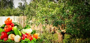 История моего участка.