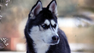 Мария Мзокова