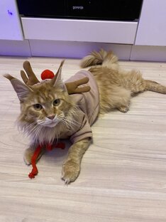 Любимки 😍