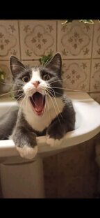 Два кота,два хвоста 😺