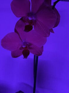 Орхидея