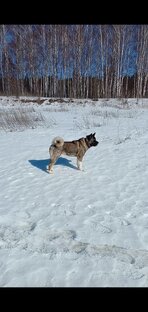 Собачки