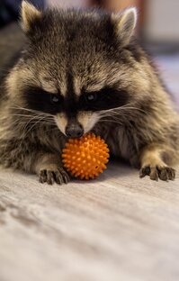 ДОМАШНЕЕ РЕАЛИТИ