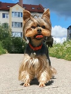 Бусинка и её дети