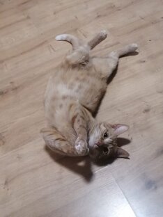 Поделки для кота