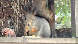 Лесные Жители | Лучшие Видео