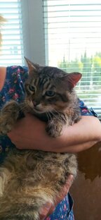 Кот Лео, его история! 