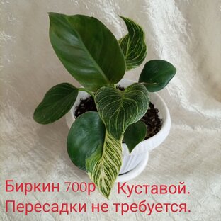 Филодендроны.