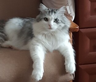 Я и животные