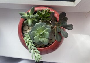 Дела на подоконнике