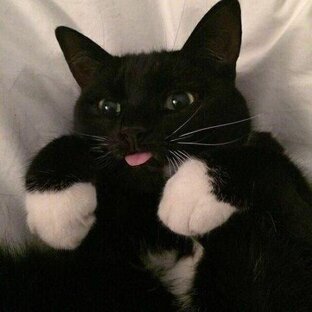 Котики 