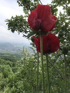 Про Алинку и Экскурсовода