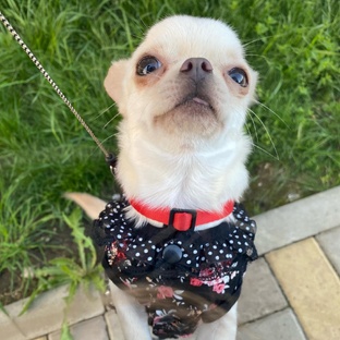 Кошки и собаки