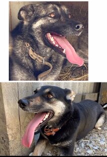 Нужна Помощь животным