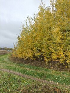 Пасека осенью. 