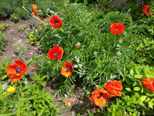 Названия растений