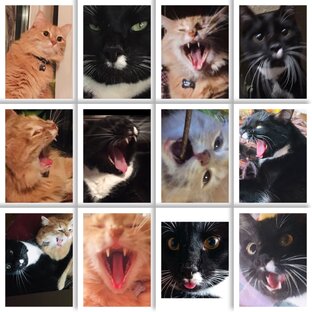 Котостихи