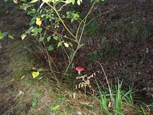 Видео о природе