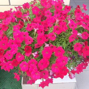 Петунии, сурфинии, калибрахоа