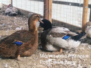 РУАНСКИЕ УТКИ