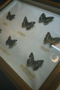 Музей Владимира Набокова