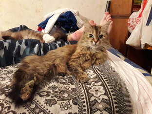 Стихи видео