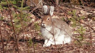 Охота на зайца.