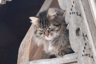 Котосессии