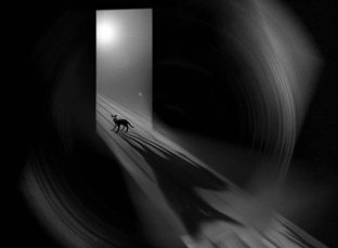 Борьба трехцветного кота с Тенями и сущностями 