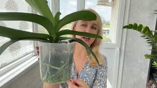 Мои орхидеи 